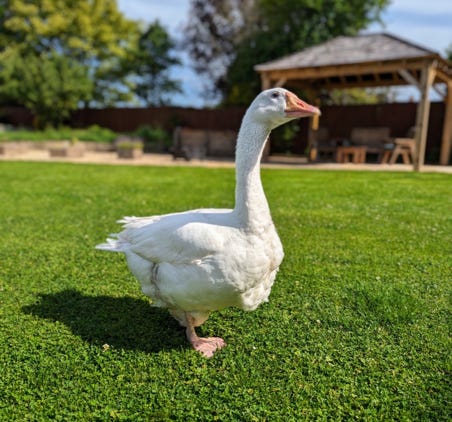 Man in Brown T-shirt and Black Shorts Sitting on Black and White Surfboard on Sea