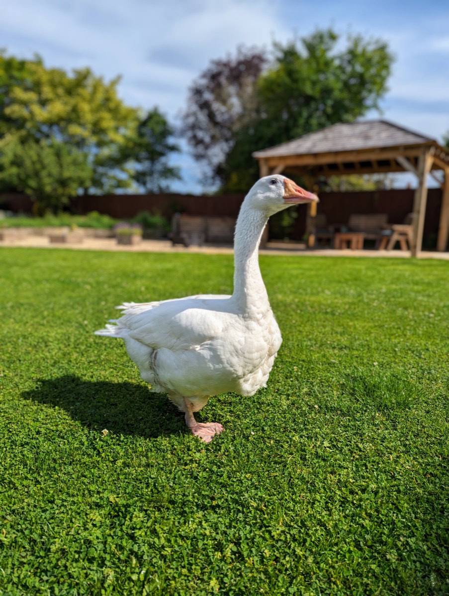 Small-animal guest at Little Paws